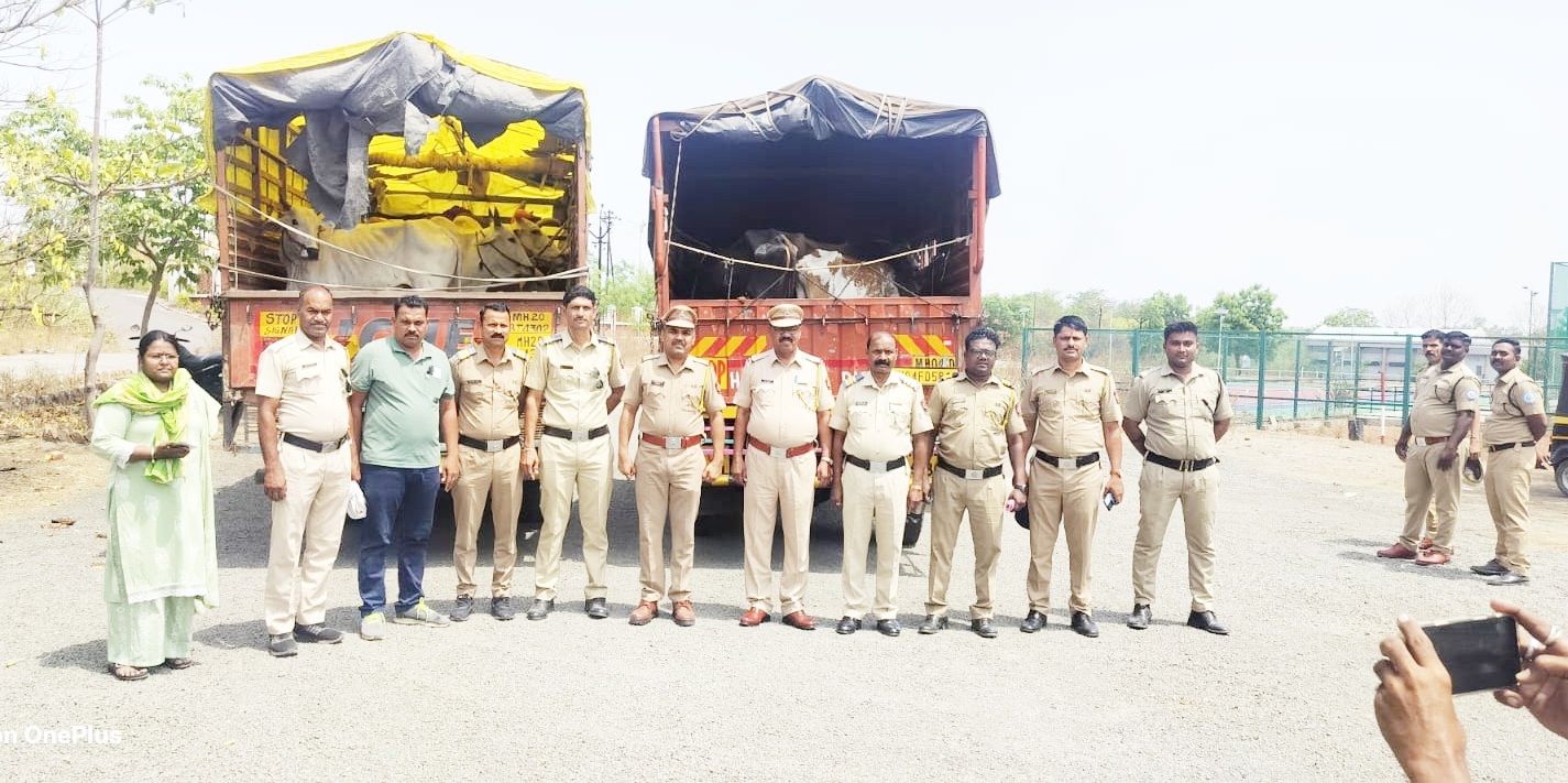बकरी ईदपूर्वी कदीम जालना पोलिसांची मोठी कारवाई; कत्तलीसाठी डांबून ठेवलेल्या 20 बैलांची सुटका