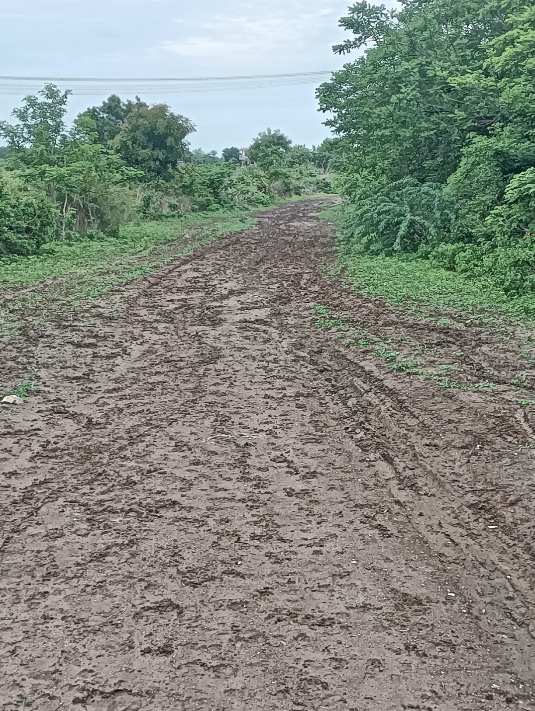 नंदापूरच्या रमाई नगर दलित शेतवस्तीकडे जाणारा रस्ता चिखलमय; वर्षानुवर्षे नागरिकांची फरफट