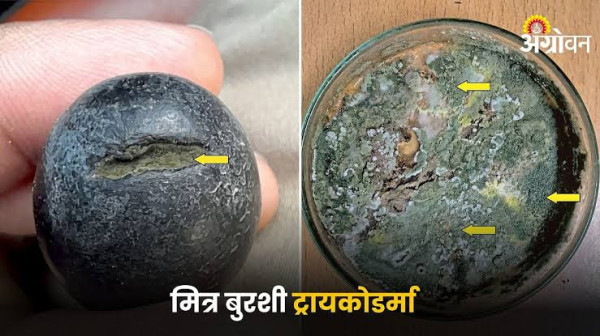 शेती मधील उपयुक्त चार " मित्र बुरशी " यांची माहिती शेतकऱ्यांना असणं गरजेचं आहॆ....