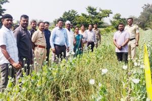 वैजापुरात धडाकेबाज कोंबिंग कारवाई; 180 किलो अफूची झाडे जप्त, 65 वर्षीय शेतकरी अटकेत