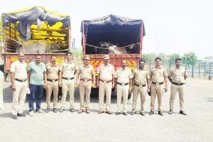 बकरी ईदपूर्वी कदीम जालना पोलिसांची मोठी कारवाई; कत्तलीसाठी डांबून ठेवलेल्या 20 बैलांची सुटका