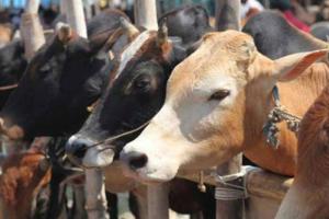 जुन्या जालना परिसरात गोमांस विक्रीवर पोलीसांचा छापा; 90 किलो मांस जप्त