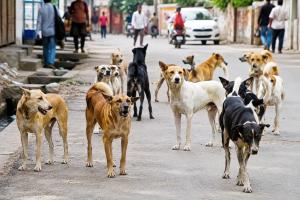 कुत्र्यांचा प्रश्न की महापालिकेच्या कारभाराचा बळी?